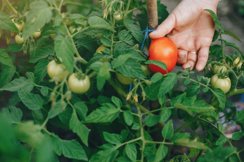 Harvesting Tomatoes